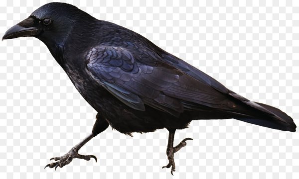 The Crow 1994 PNG