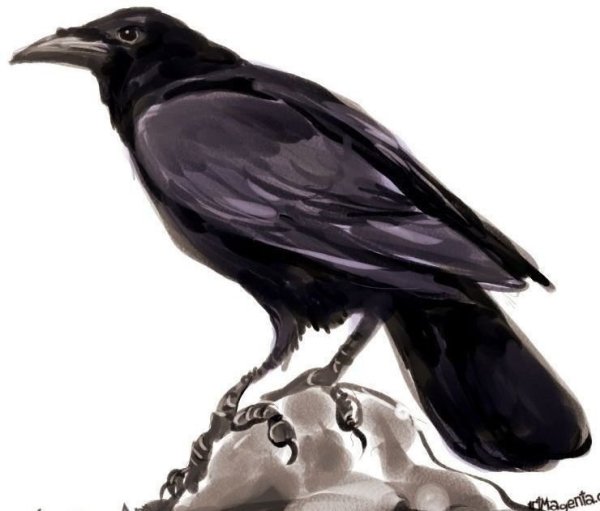 Картина вороны