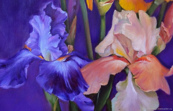 Художник Ann Mortimer сиреновын ирисы