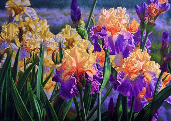 Жанна Когай художник ирисы