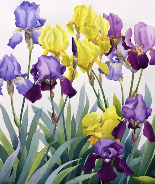 Ирисы акрилом
