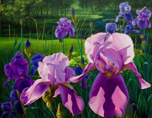 Художник Ann Mortimer сиреновын ирисы