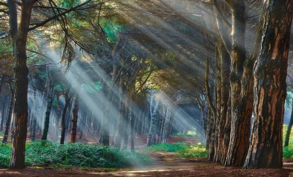 Картина Волшебный лес