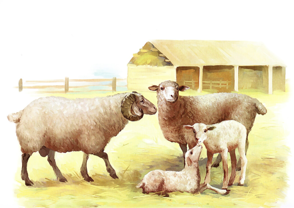 Малыши. Домашние животные