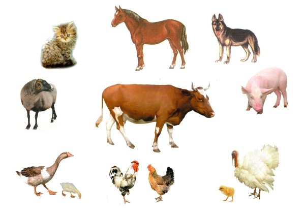 Домашние животные и их Детеныши