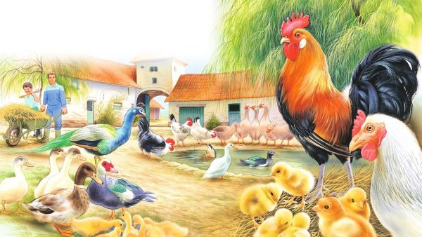 Ушинский к. "петушок с семьёй"