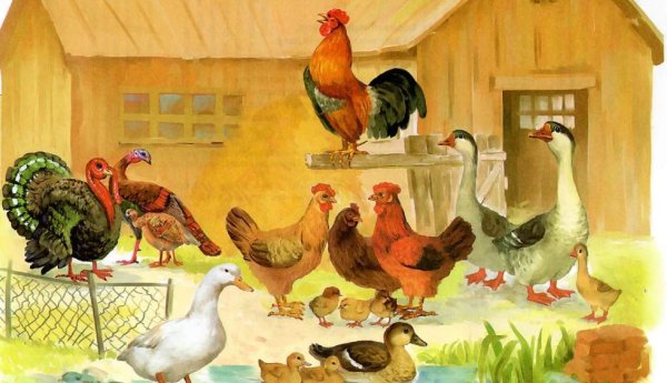 Птичий двор гуси куры
