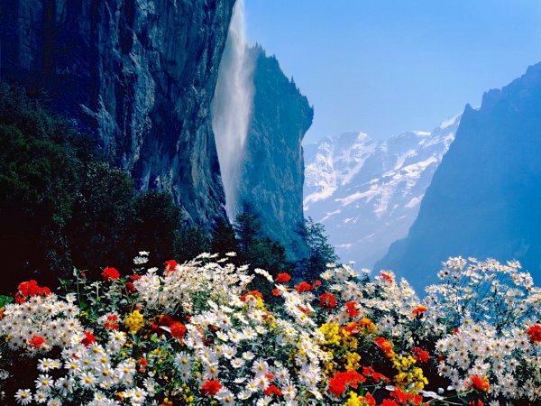 Цветы в горах Швейцарии