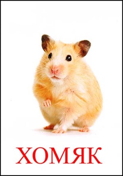 Хомяк для детей