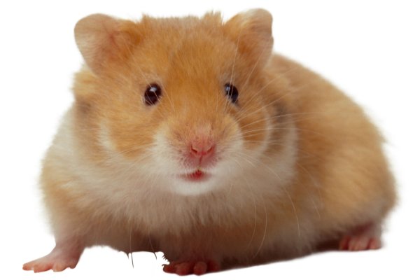 Хомяк на прозрачном фоне