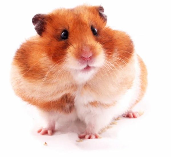 Хомяк на прозрачном фоне