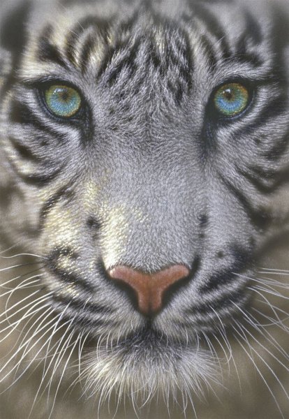 Алмазная вышивка белый тигр диамонд