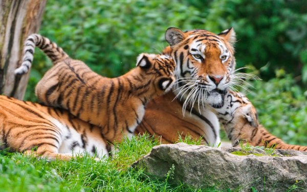Тигр с тигренком