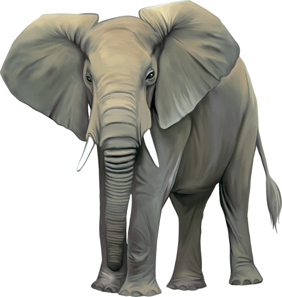 Слон на белом фоне