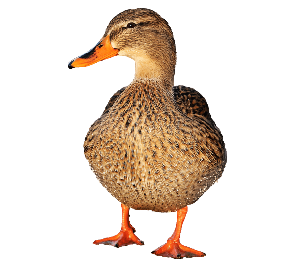 Утка утка Уолли