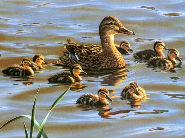 Буш художник Даррел утки