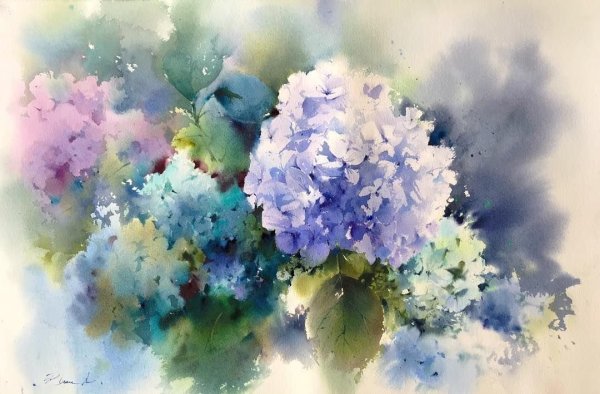 Рэйчел МАКНОТОН акварель гортензии