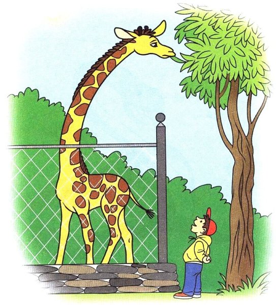 Жираф в зоопарке для детей
