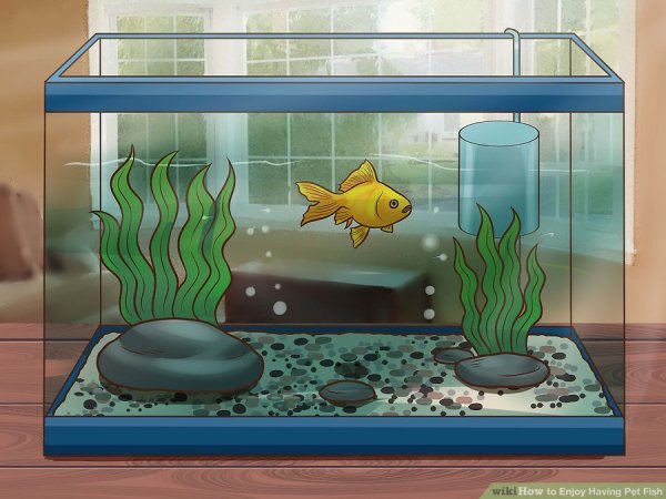 Прямоугольный аквариум с рыбками рисунок