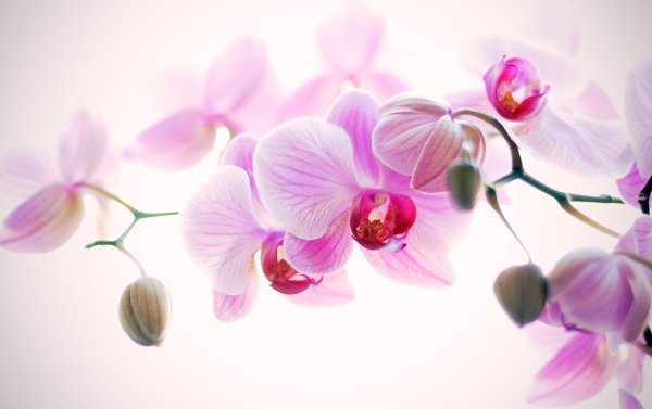 Нежные орхидеи