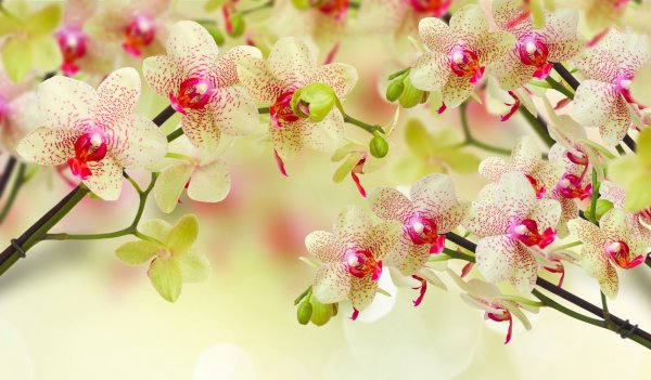 Красивые цветы