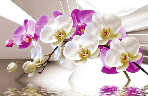 Орхидея большая