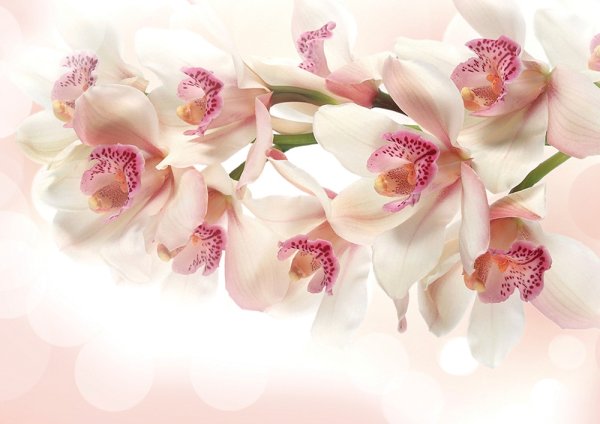 Нежные орхидеи