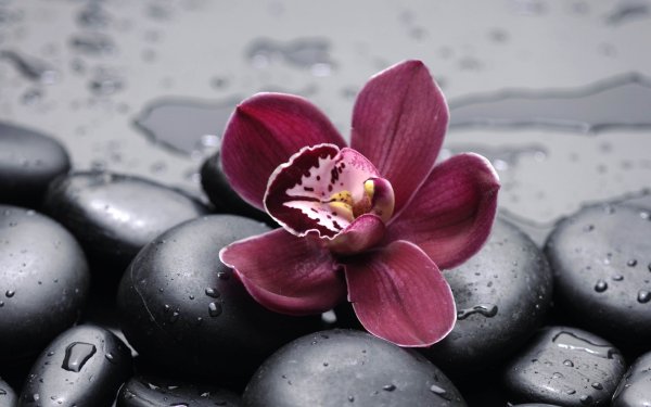 Весы Saturn St-ps0238