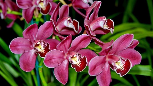 Орхидея Камбрия Вуилстекеара