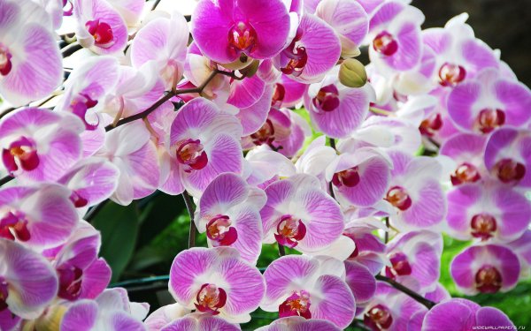 Фаленопсис Менкар