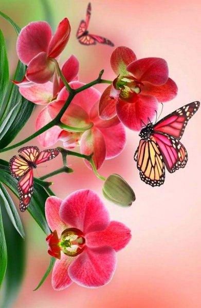 Орхидея бабочка