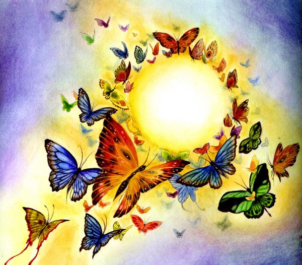 Бабочка на солнце