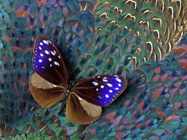 Красивые разноцветные бабочки