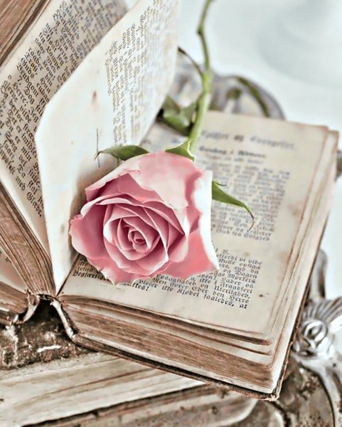 Эстетика розы и книги
