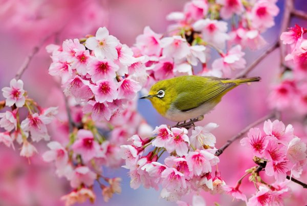 Цветы и птицы