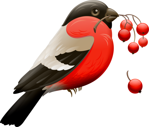 Снегирь на прозрачном фоне