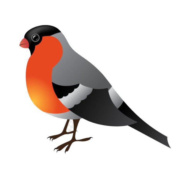 Снегирь птица