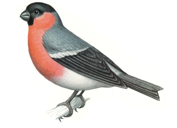 Птицы для детей