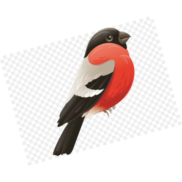 Снегирь рисунок