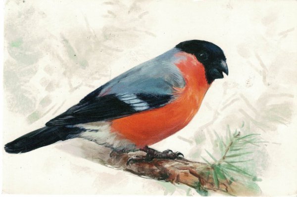 Белый Снегирь