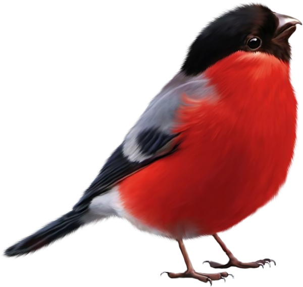 Зимующие птицы Снегирь