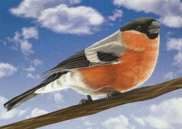 Карточки "птицы"