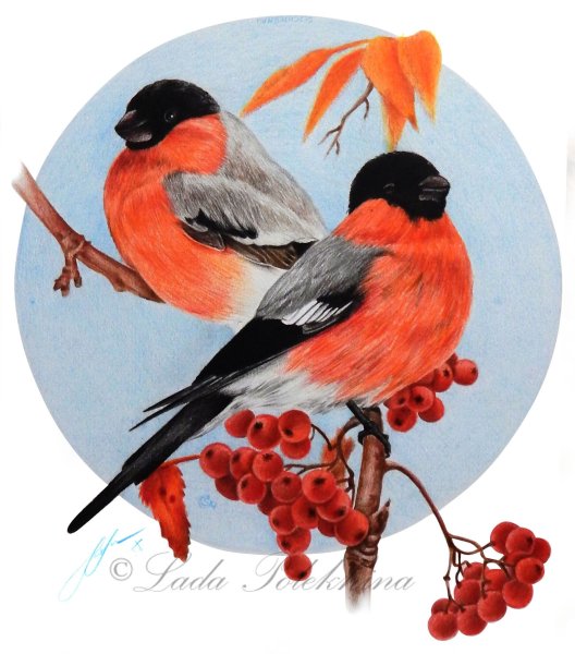 Снегири на ветке