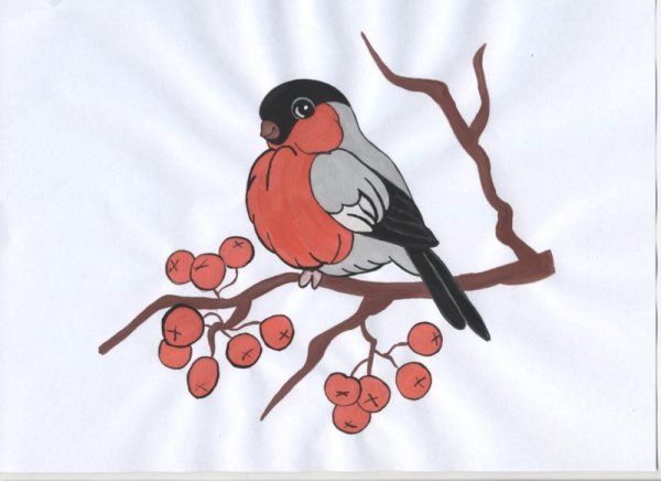 Снегирь на еловой ветке