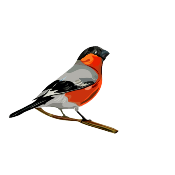 Красивые Снегири для оформления