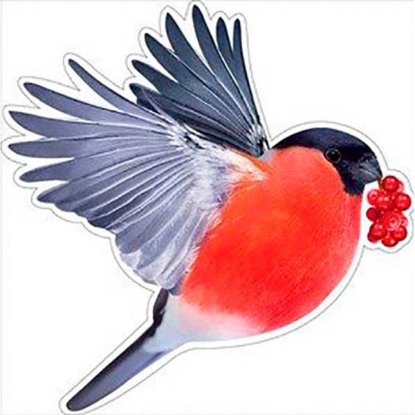 Снегирь раскраска для детей