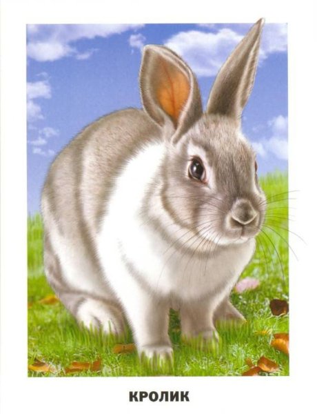 Картинки домашних животных для детей