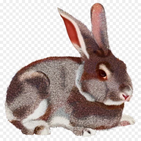 Заяц на белом фоне