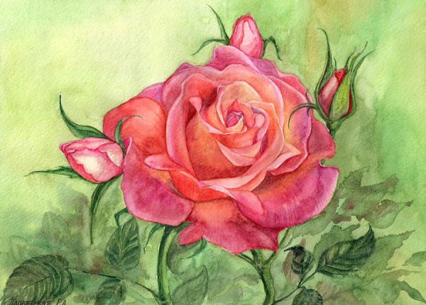 Рисование розы красками