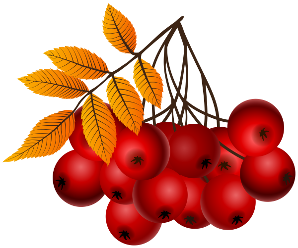Ягоды рябины для детей